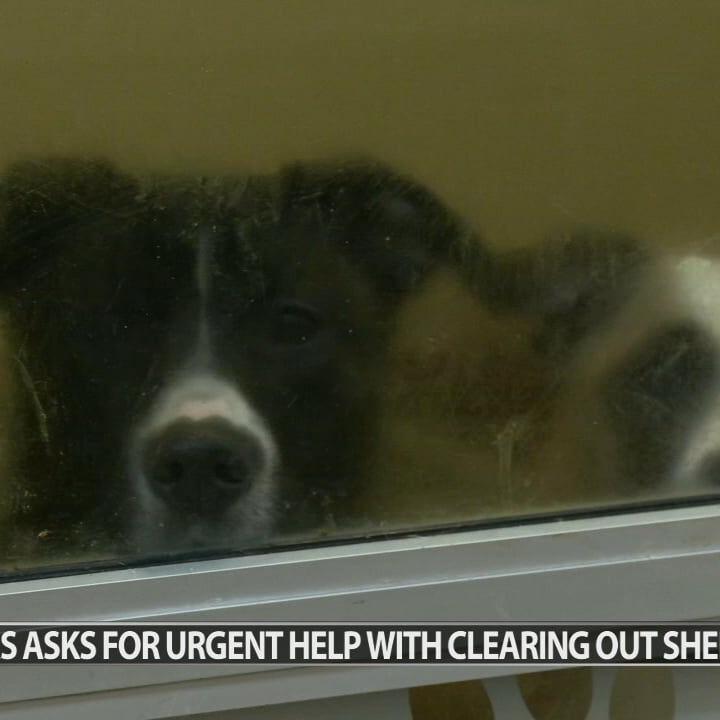 LMAS issues 'code red' as it runs out of space to house dogs